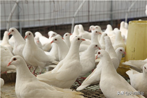 野鸽子吃什么食物