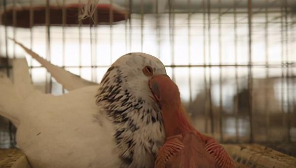 野鸽子吃什么食物