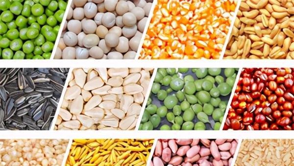 野鸽子吃什么食物