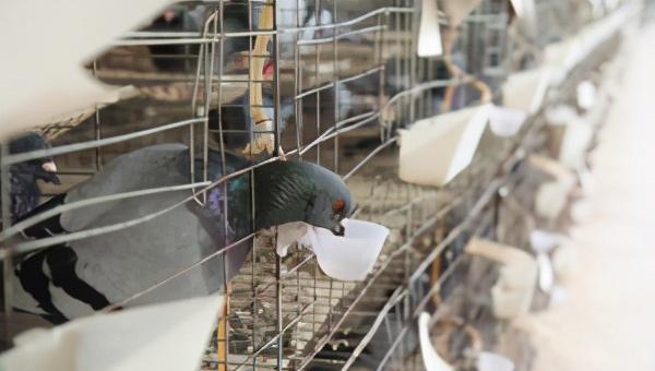 野鸽子吃什么食物