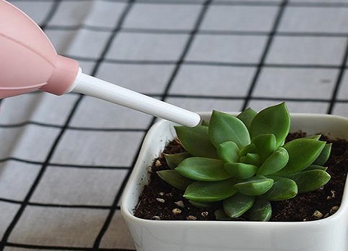 养花浇水一定要避免的坏毛病