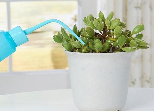 养花浇水一定要避免的坏毛病