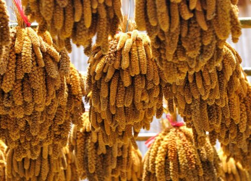 小米没熟透可以吃吗