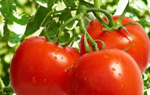 为什么自家种的番茄很酸