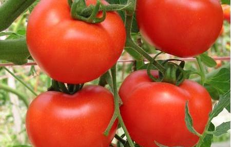 为什么自家种的番茄很酸