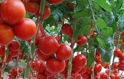 为什么自家种的番茄很酸