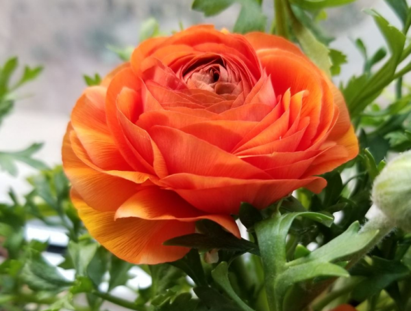 洋牡丹醒花方法介绍