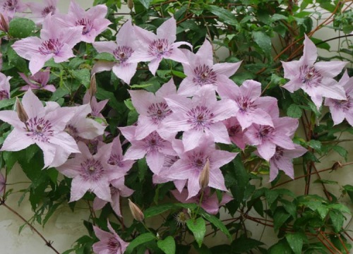 铁线莲什么时候移栽最好