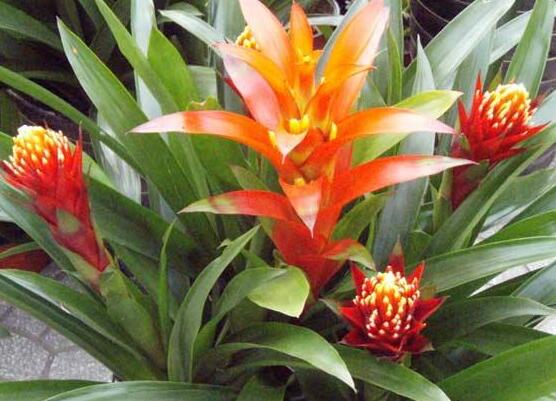 鸿运当头怎么分株繁殖