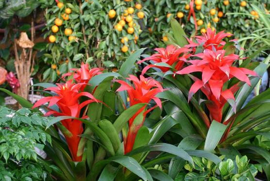 鸿运当头怎么分株繁殖