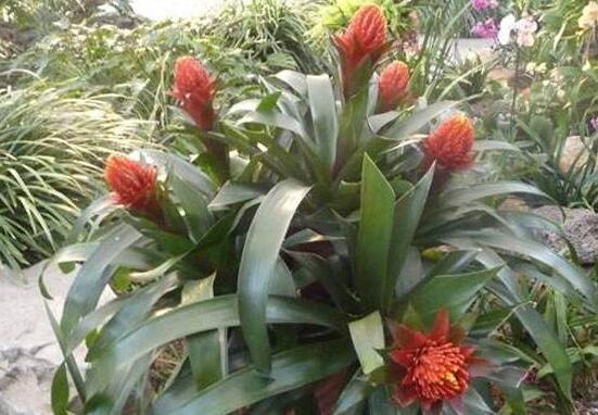 鸿运当头怎么分株繁殖