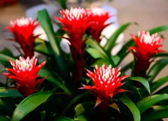 鸿运当头怎么分株繁殖