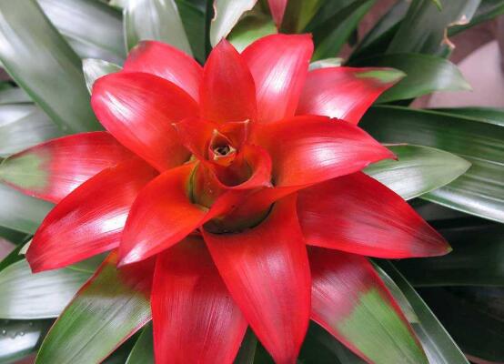 鸿运当头怎么分株繁殖