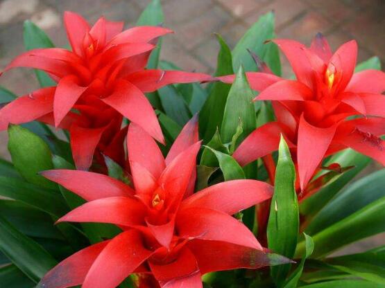 鸿运当头怎么分株繁殖