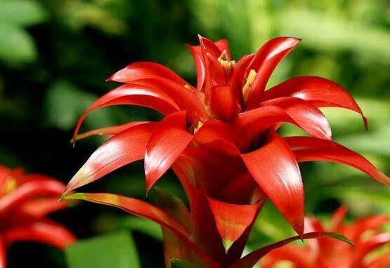 鸿运当头怎么分株繁殖