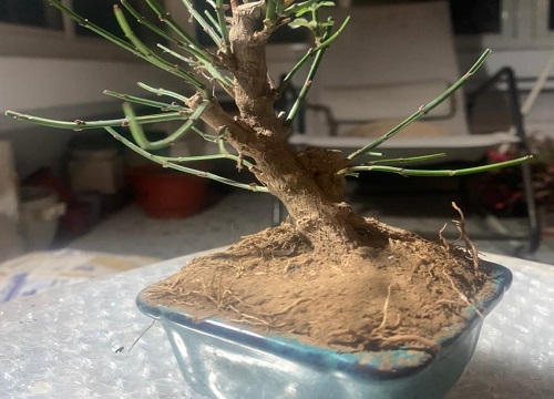 家里养黄荆吉利吗