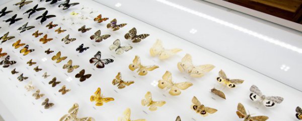 蝴蝶的天敌是什么