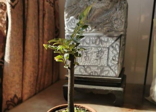 小叶紫檀怎么养比较好