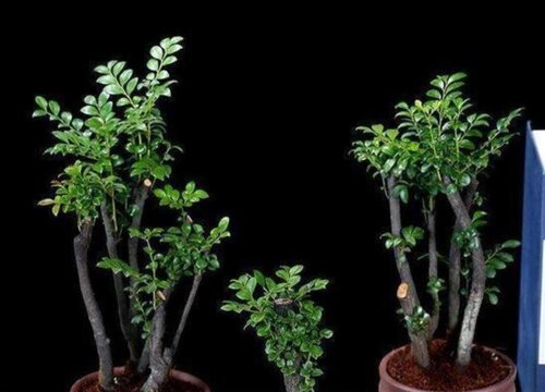 小叶紫檀怎么养比较好