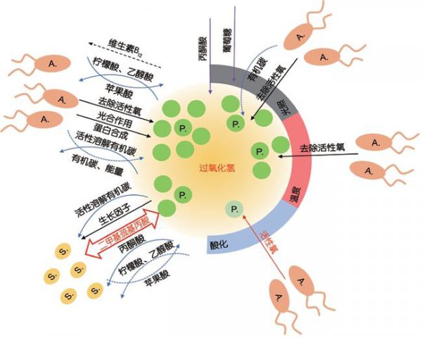 地球上最小的光合自养生物有哪些