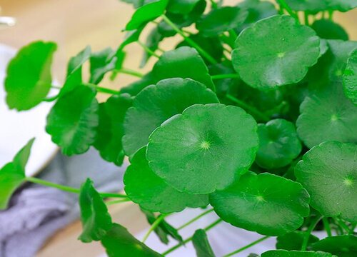 铜钱草如何施肥叶片油亮