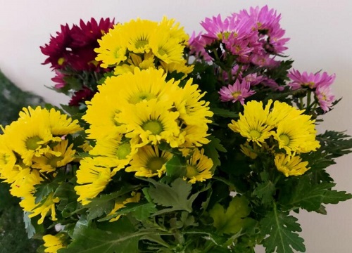 盆栽小菊花怎么养