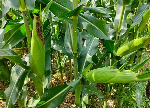 玉米先控旺还是先追肥