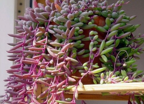 紫玄月花期是什么时候