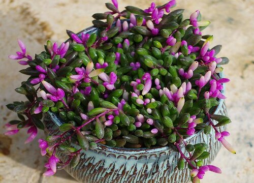 紫玄月花期是什么时候