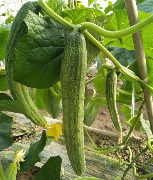 五月份蔬菜有哪些是当季