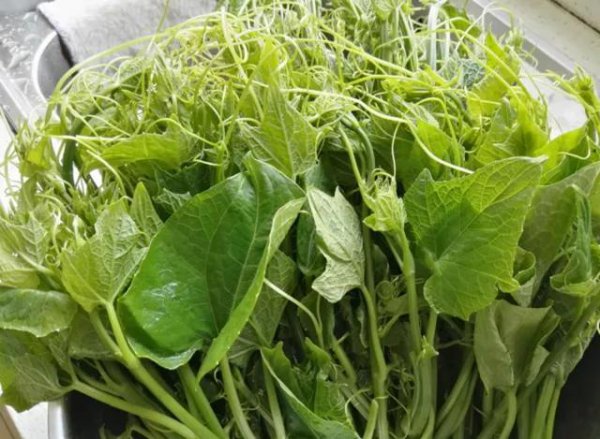 五月份蔬菜有哪些是当季