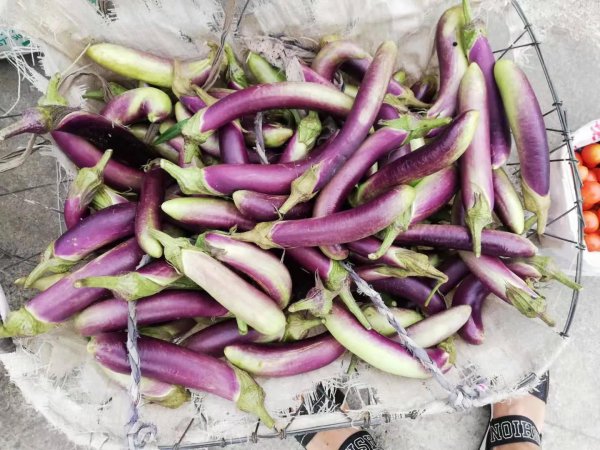 五月份蔬菜有哪些是当季