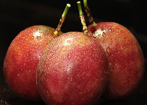 百香果多久施一次肥