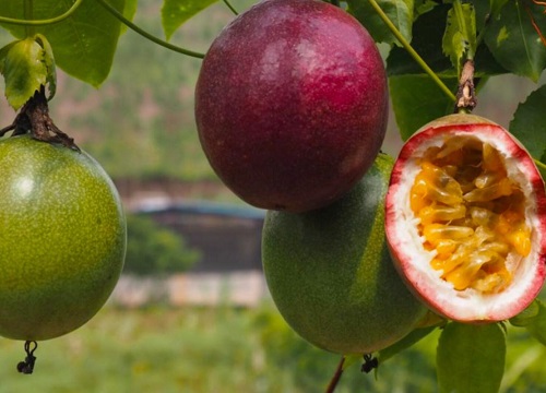 百香果多久施一次肥