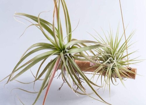 空气凤梨冬天怎么养护