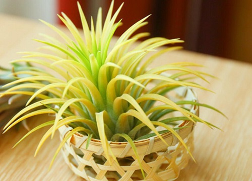 空气凤梨冬天怎么养护