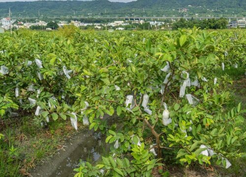 芭乐什么时候套袋最佳