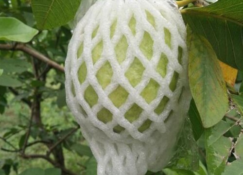 芭乐什么时候套袋最佳