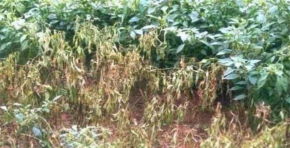 辣椒疫病的症状及防治方法