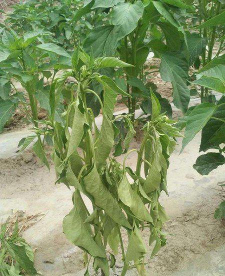 辣椒疫病的症状及防治方法