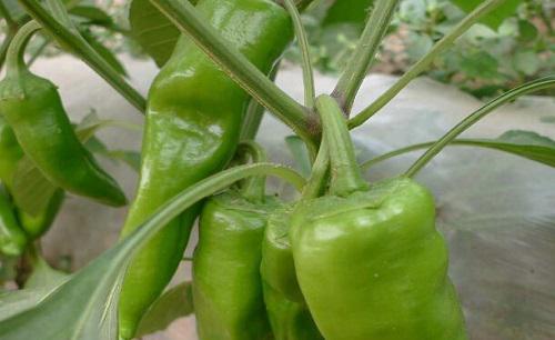 辣椒疫病的症状及防治方法