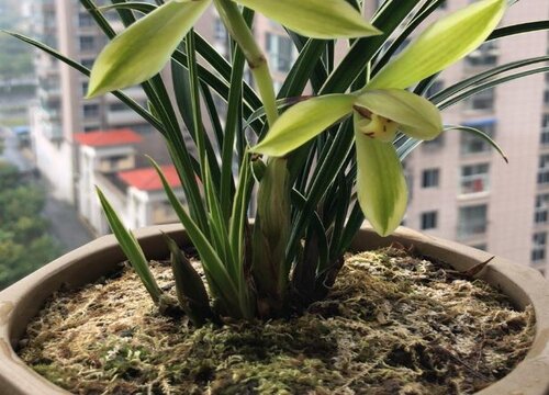 兰花种植后如何判断服盆