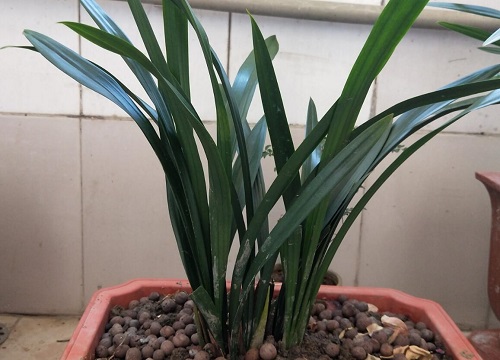 兰花种植后如何判断服盆