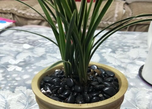 兰花种植后如何判断服盆