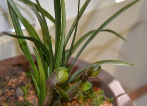 兰花种植后如何判断服盆