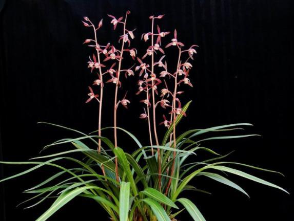 为什么蕙兰开过花后不容易复花