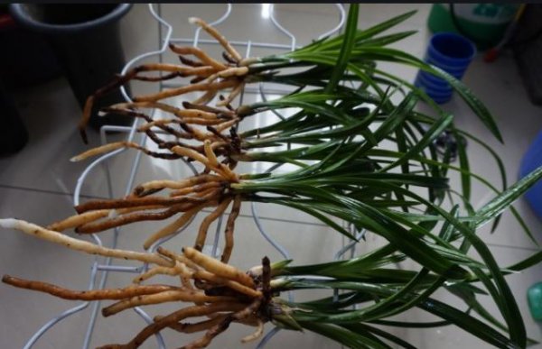 为什么蕙兰开过花后不容易复花