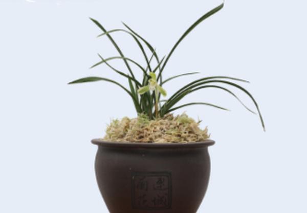 为什么蕙兰开过花后不容易复花