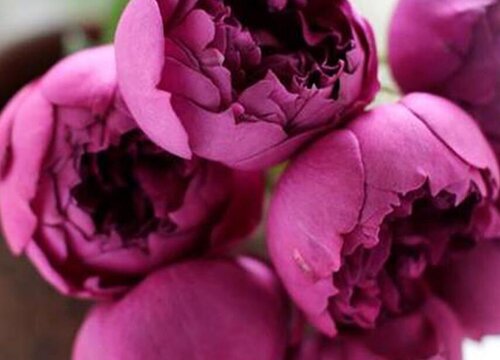 秋日胭脂月季是藤本还是灌木