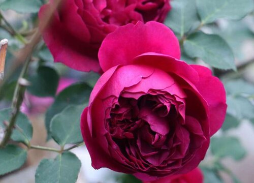 秋日胭脂月季是藤本还是灌木